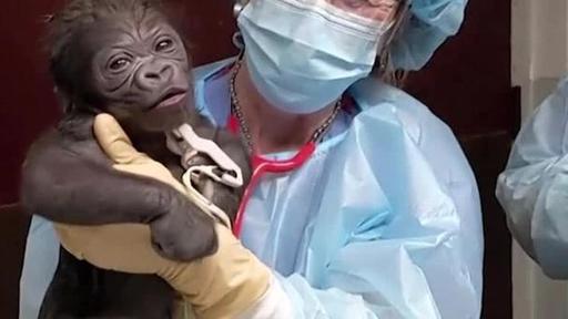 Baby male gorilla is born at Franklin Park Zoo