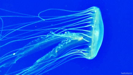 Eat More Jellyfish, Scientists Suggest!