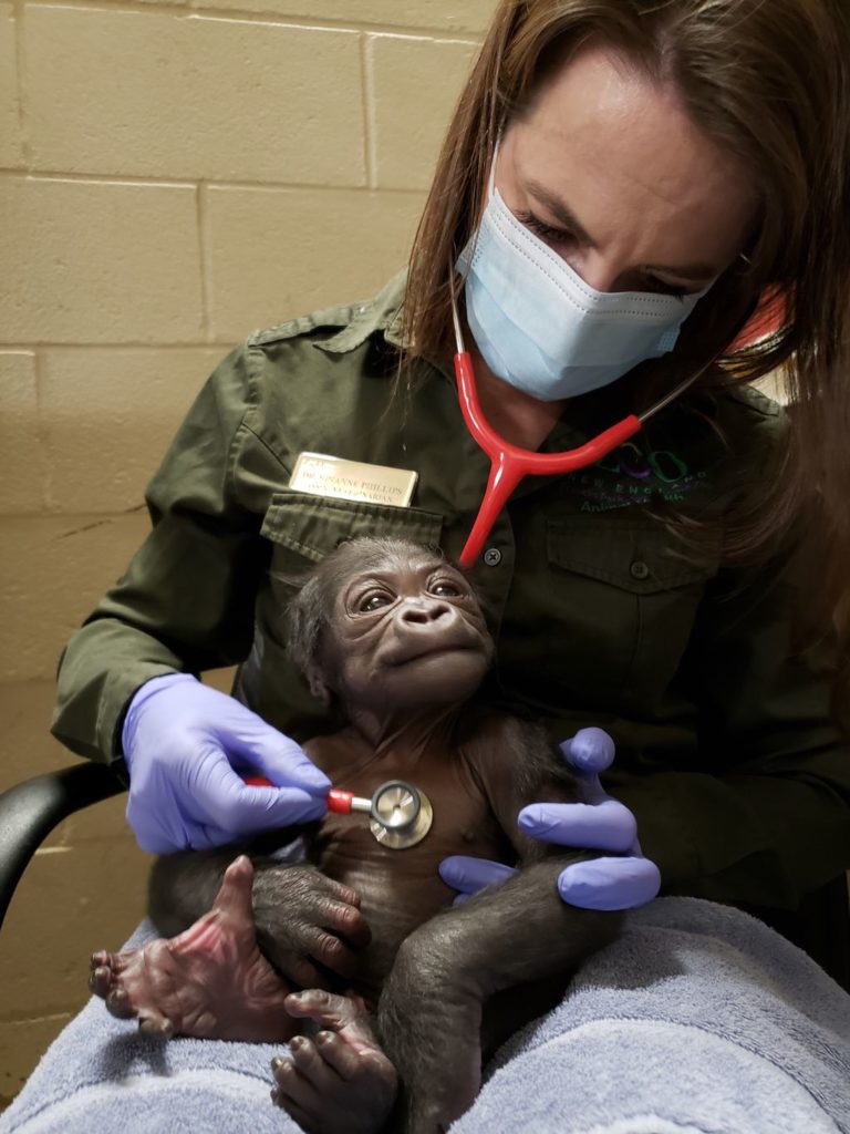 Most unbiased news source, News Without Politics, Baby male gorilla is born, check up