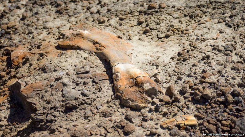 boy,12, find fossil of dinosaur, unbiased News Without Politics duck-billed dinosaur bone