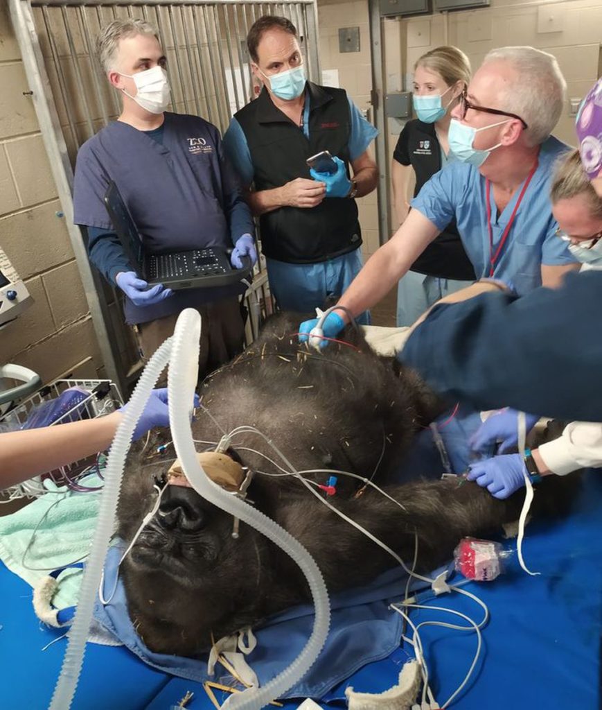 The first male gorilla ever born at Franklin Park Zoo was delivered by cesarean section last week, zoo officials said in a release Tuesday., News Without Politics, unbiased