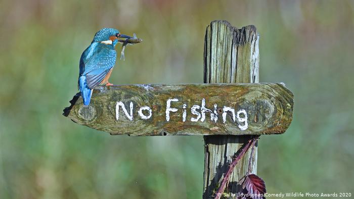 Comedy Wildlife Photography Awards Winner Non political website Non political News without politics Nonpartisan Winner Comedy wildlife photo awards News without politics