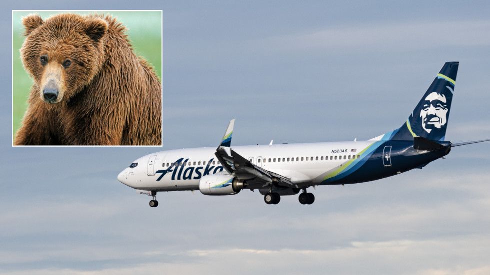 Alaska Airlines jet hits brown bear while landing