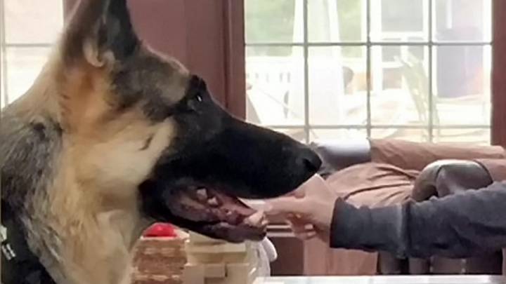 German Shepherd loves Jenga during lockdown!