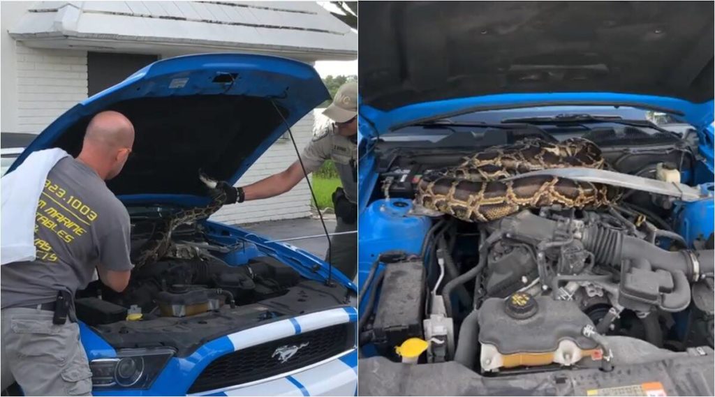 10-foot-long python snaked its way into a Ford Mustang, stay informed about pythons at News Without Politics, unbiased source