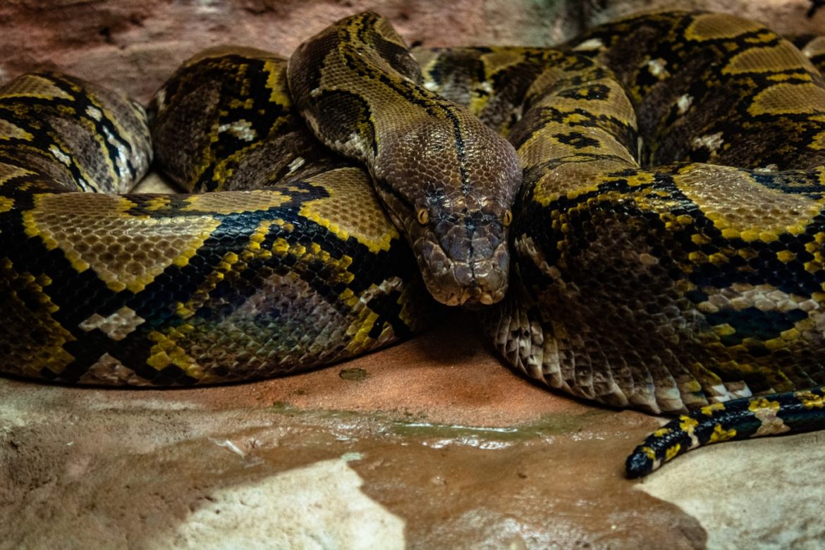10-foot-long python snaked its way into a Ford Mustang