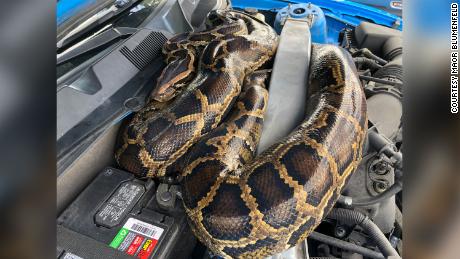 10-foot-long python snaked its way into a Ford Mustang, News Without Politics, unbiased and nonpartisan