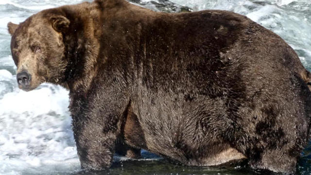What can the hibernation of bears teach humans?