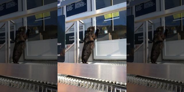 Bear cub denied entry to Canada after attempt at 'forceful entry,' funny post shows, stay with News Without Politics for more information, unbiased