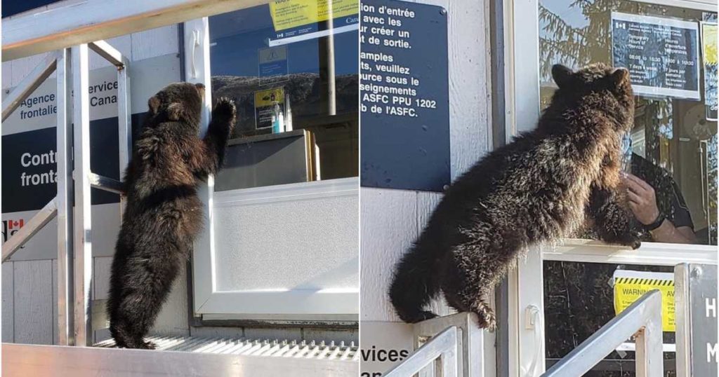 Bear cub denied entry to Canada after attempt at 'forceful entry,' funny post shows, non-political and credible news daily