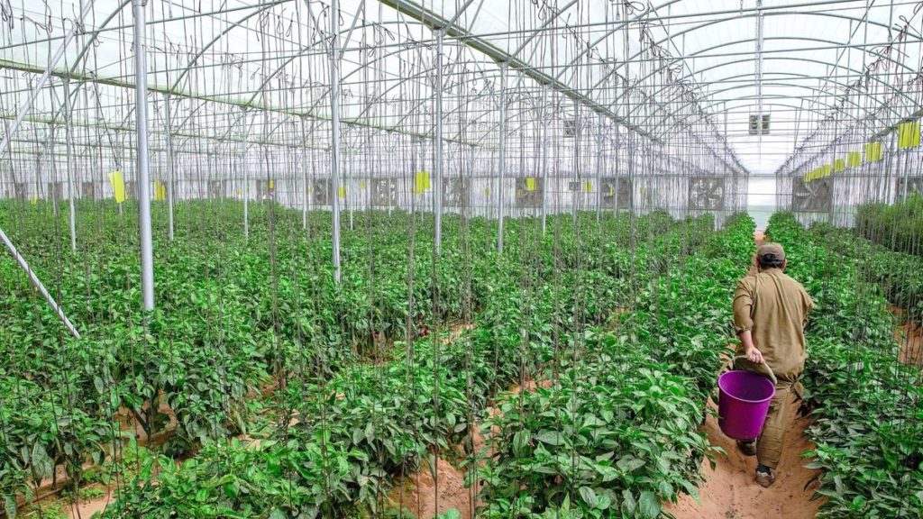 Abu Dhabi Looks to Desert and Space Farming to Boost Food Supply, read more from News Without Politics, news other than politics