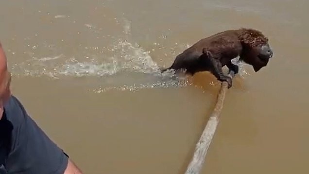 Fishermen save exhausted monkey from drowning - News Without Politics