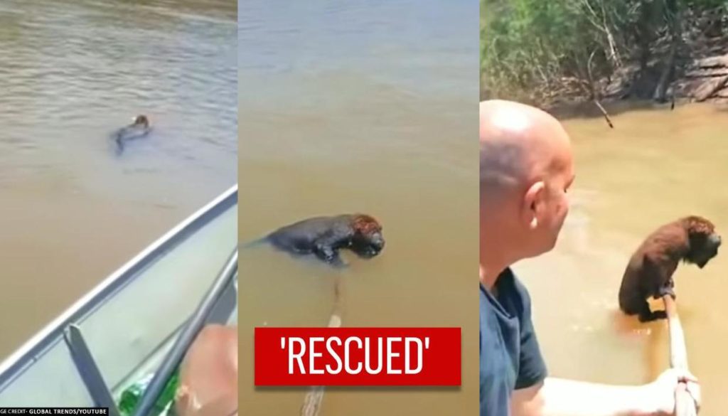 fishermen save exhausted monkey from drowning , see how from News Without Politics, fair and balanced news source