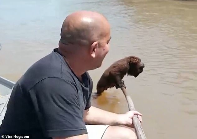 Fishermen save exhausted monkey from drowning