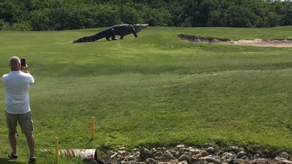 Yes, This Giant Alligator Crossing A Florida Golf Course Is Real, stay updated from the most recommended non partisan news source