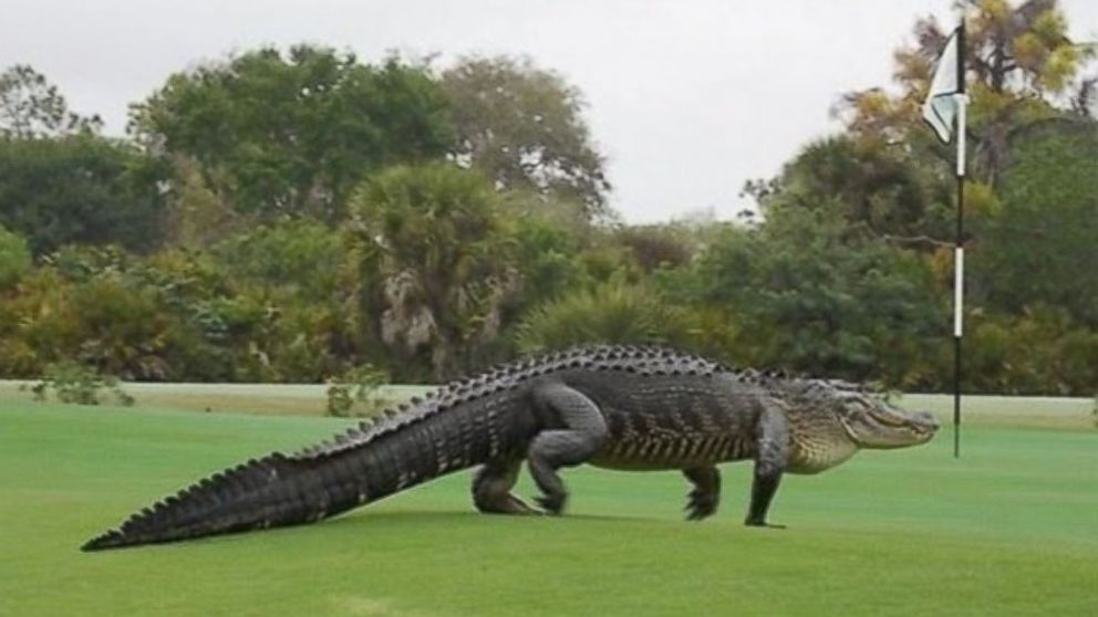 Giant Alligator Crossing A Florida Golf Course