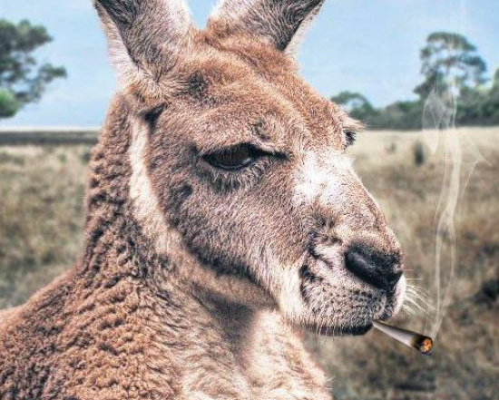 Drugs, Kangaroos, & Zebras,  Seized From Toronto Farm