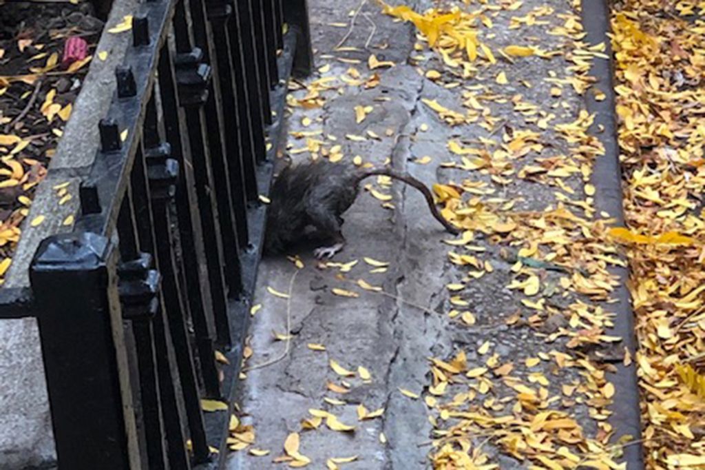 Giant rats overtaking NYC's Central Park, Upper West Side of Manhattan!! Follow News Without Politics for updates no politics or elections, unbiased