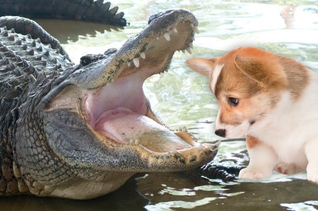 Watch: Moment dog rescued from alligator’s jaws