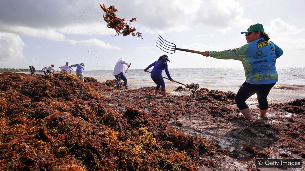 Seaweed swamping the Atlantic Ocean