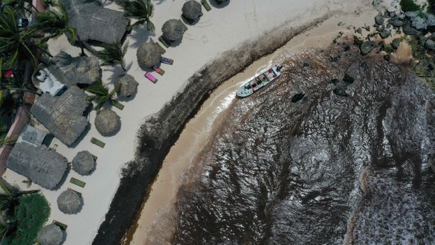 Seaweed swamping the Atlantic Ocean, learn more at News Without Politics, most credible no politics daily news source