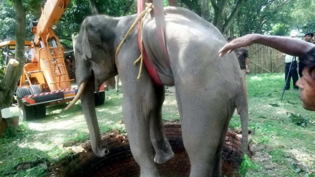 News other than politics Elephant trapped in Indian well Non political News without politics nonpartisan Totally unbiased news without politics