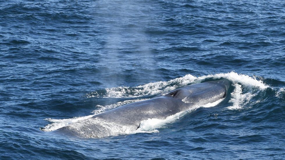 Antarctica blue whales return to South Georgia....., learn more about the blue whales from News Without Politics, most news unbiased