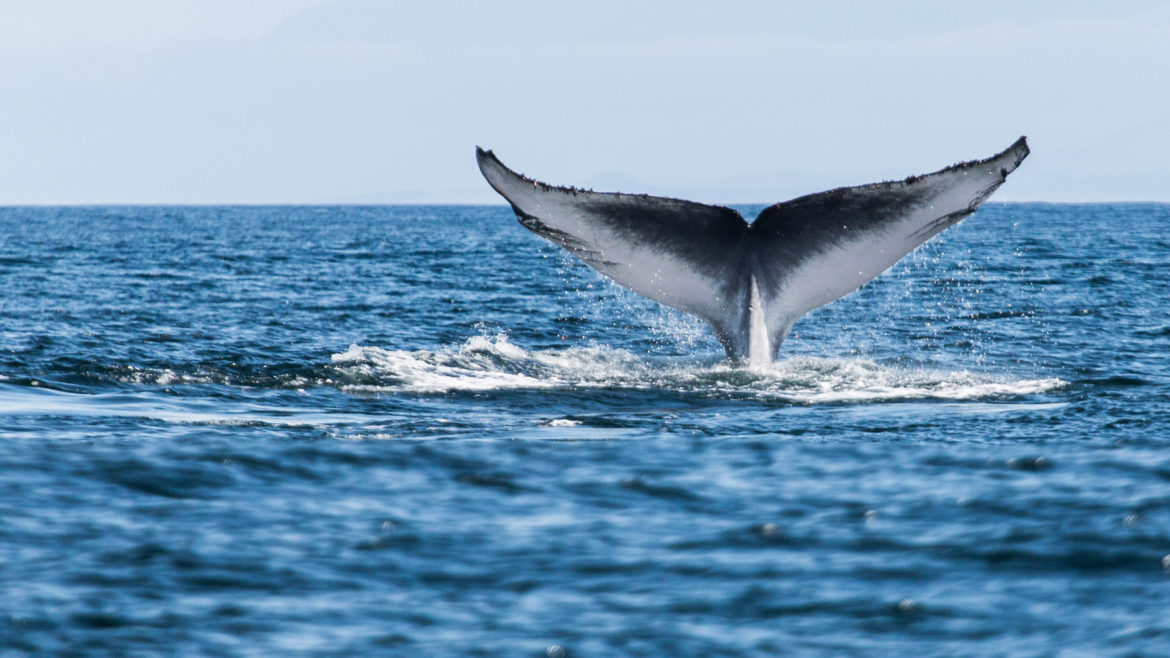 Antarctica blue whales return to South Georgia…..