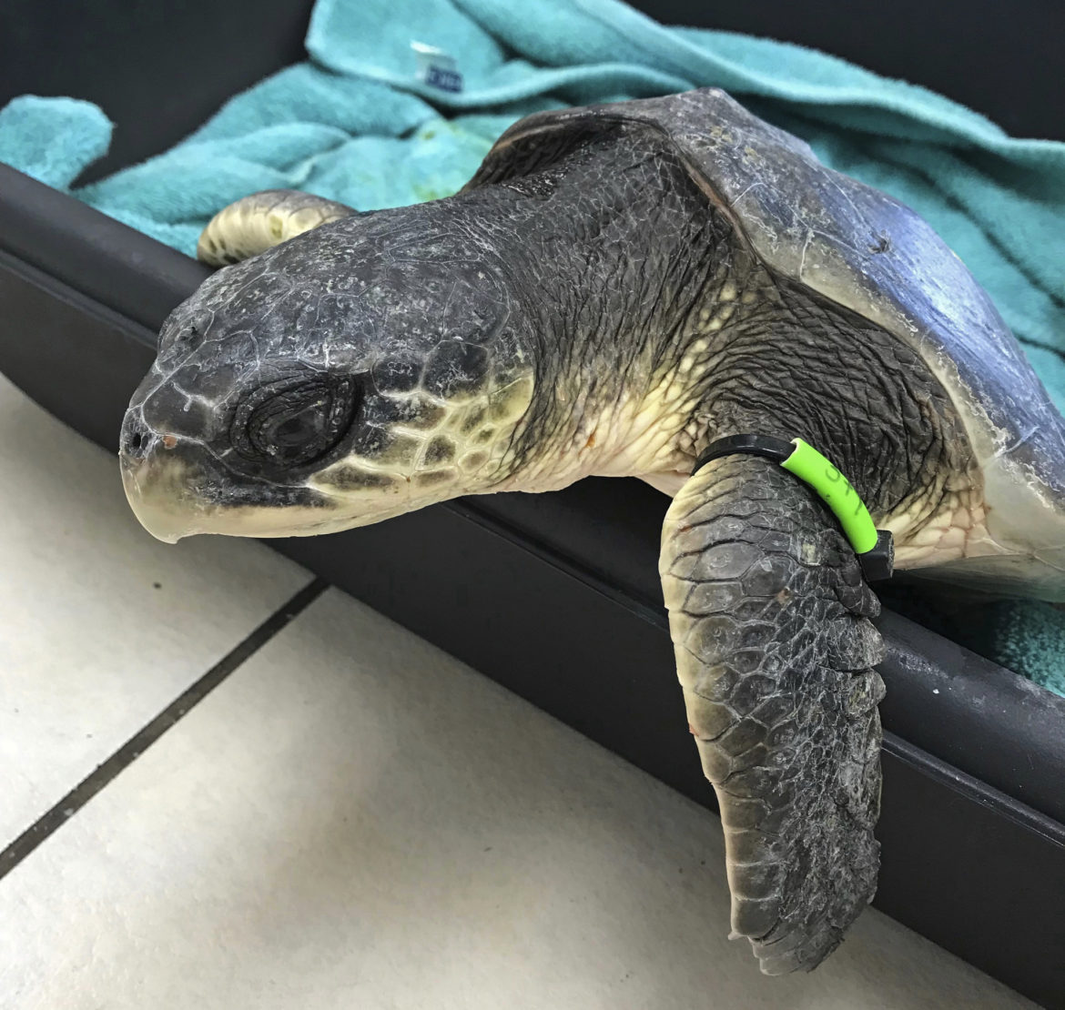 40 ‘Cold-Stunned’ Sea Turtles Warming Up At Florida Keys’ Turtle Hospital