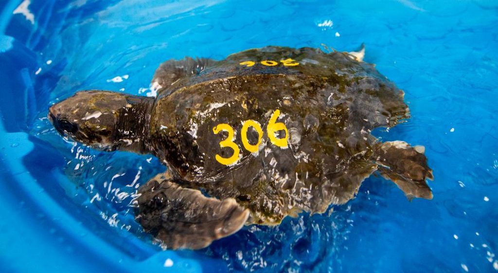 40 ‘Cold-Stunned’ Turtles Warming Up At Florida Keys’ Turtle Hospital, learn more from News Without Politics, no politics, news without bias, NWP