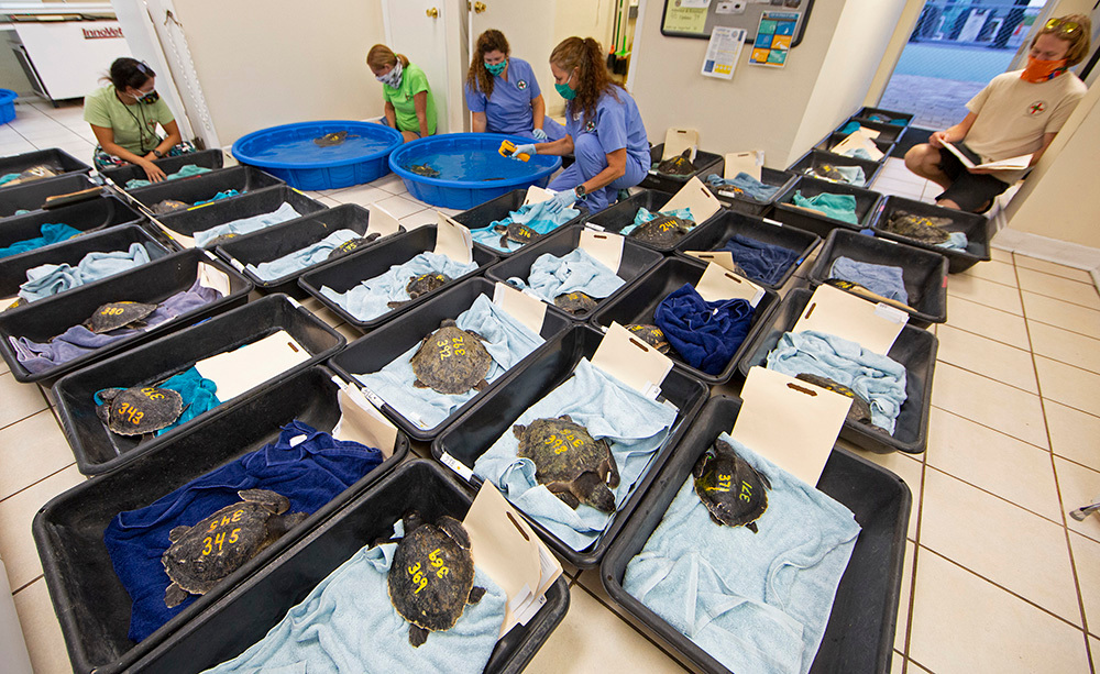 40 ‘Cold-Stunned’ Turtles Warming Up At Florida Keys’ Turtle Hospital, stay informed about sea turtles from News Without Politics, unbiased