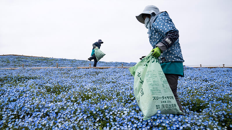 How Covid-19 pandemic hit the cut-flower chain, stay updated on cut-flowers and the environment, unbiased business news source