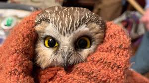 Tiny owl saved-stuck in Rockefeller Center tree