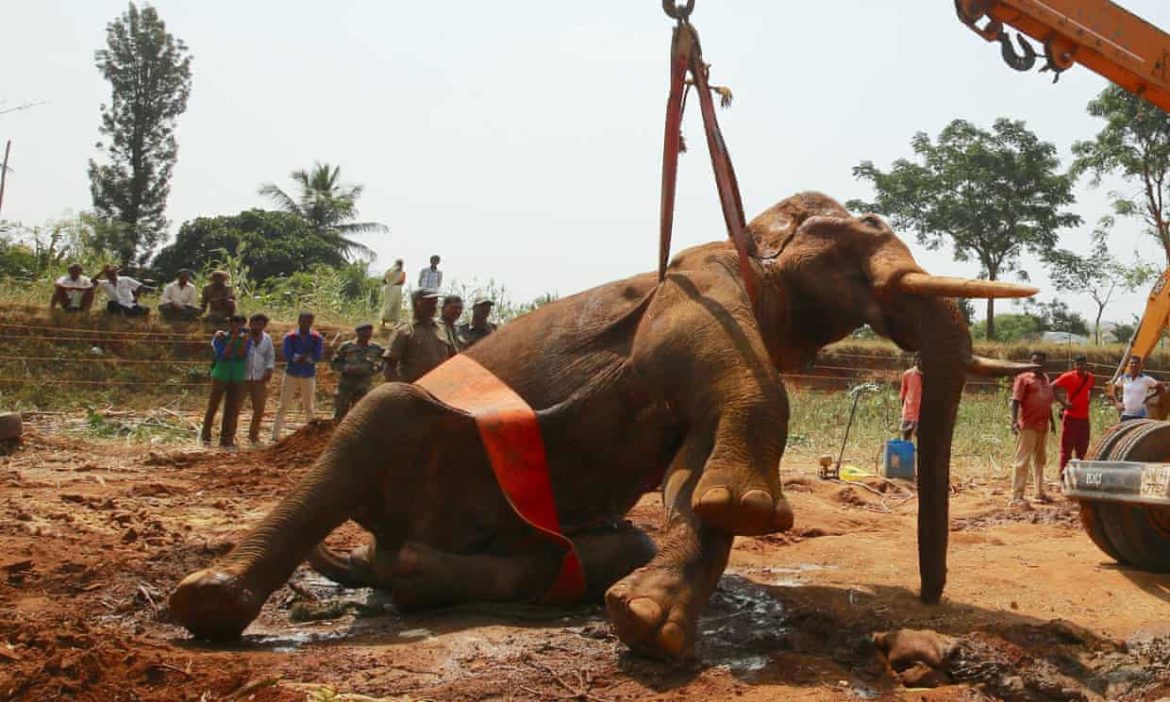 Elephant rescued after being trapped in a 55 ft well