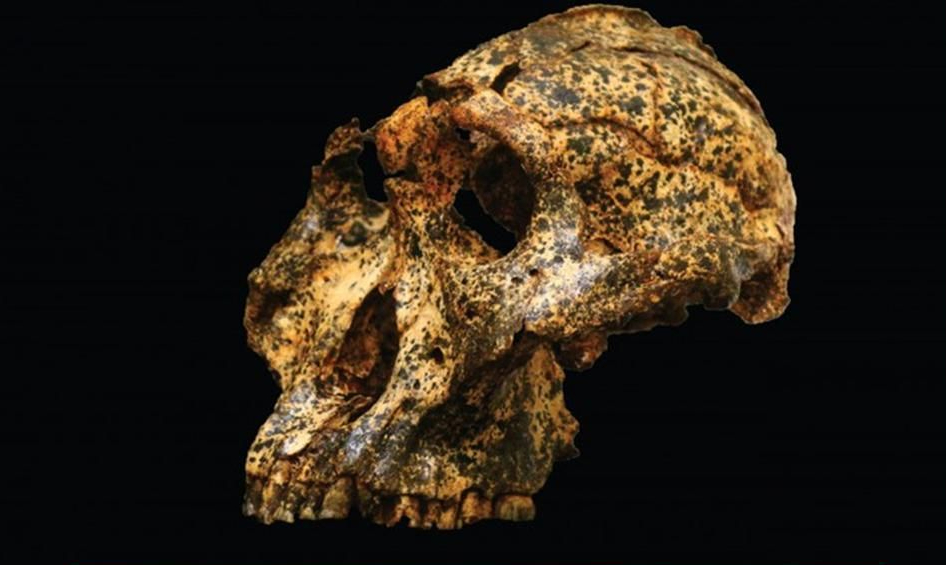 Archaeologists discover 2 Million year-old skull