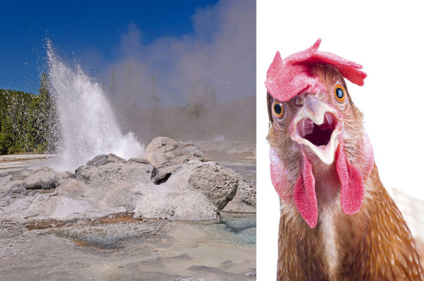 Yellowstone banned a man for trying to fry chickens in hot spring