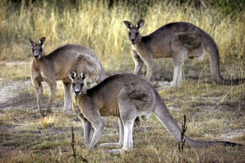 nonpolitical news unbiased Kangaroos & Zebras Seized From Illegal Cannabis Farm In Toronto