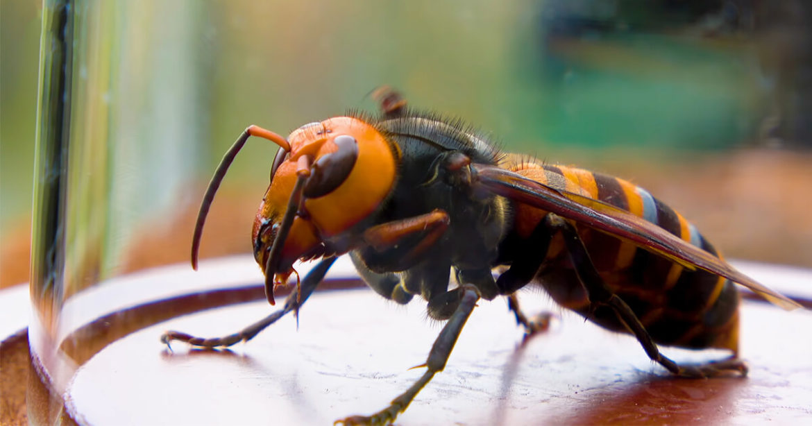 More murder hornets’ nests likely found in US
