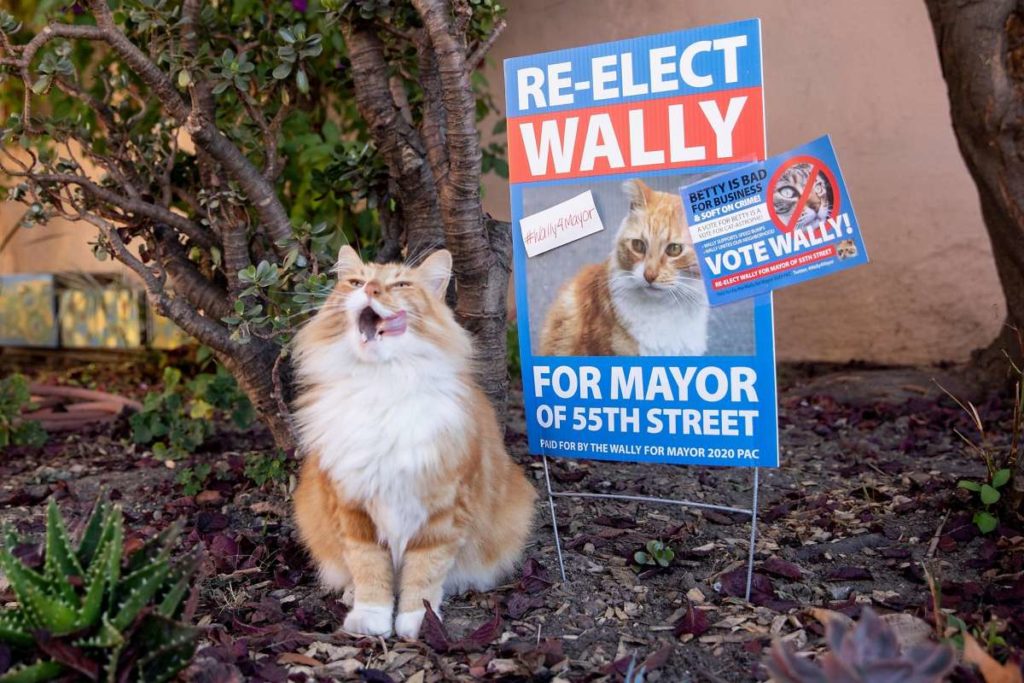 News Without Politics, dogs and cats running for mayor, Nonpartisan Non political, Unbiased