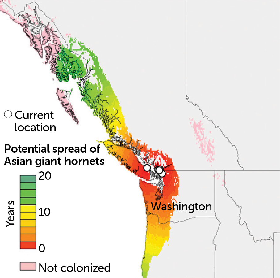 map. more murder hornets, News Without Politics, relevant unbiased news