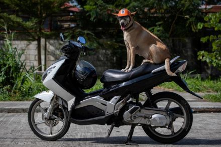 Biker dog Bogie thrills fans as he cruises Philippine highways, learn more from News Without Politics, news without bias