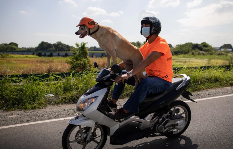 Biker dog Bogie thrills fans-cruises Philippine highways, amazing dog, News Without Politics, no politics, unbiased