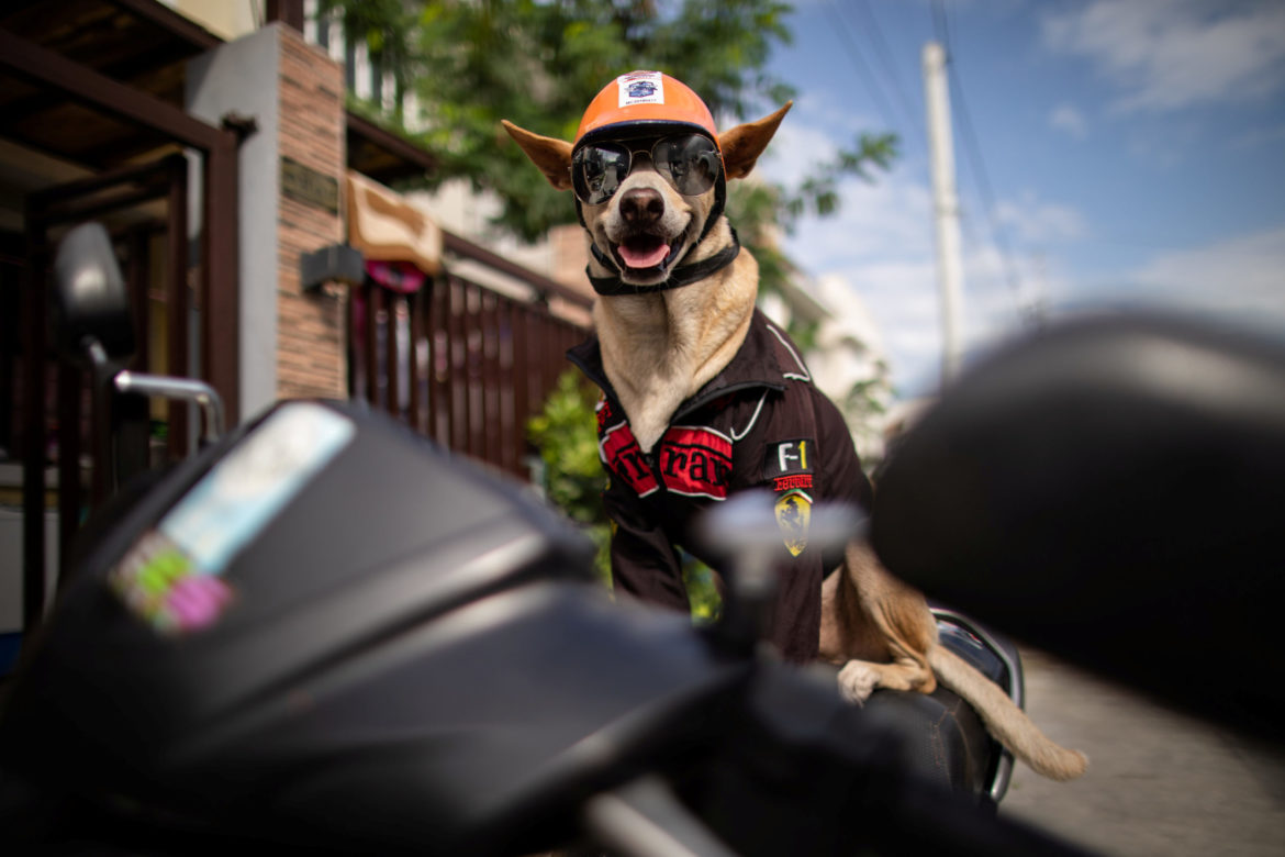 Biker dog Bogie thrills fans-cruises Philippine highways