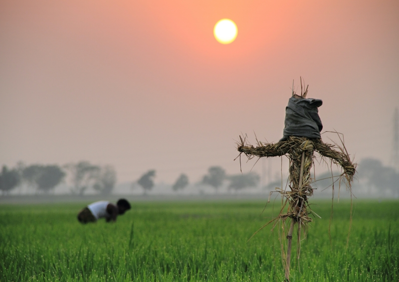 Cambodian villagers trust magic scarecrows to ward off coronavirus, stay informed about coronavirus around the world, News Without Politics, unbiased