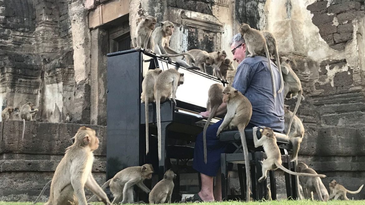British Pianist Performs Concert For Thailand Monkeys