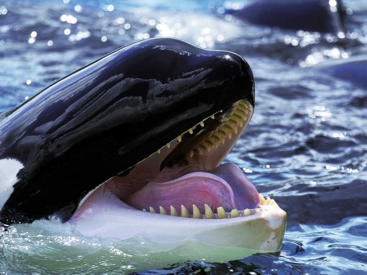 Why do Killer Whales and Humans Go Through Menopause-fascinating theory