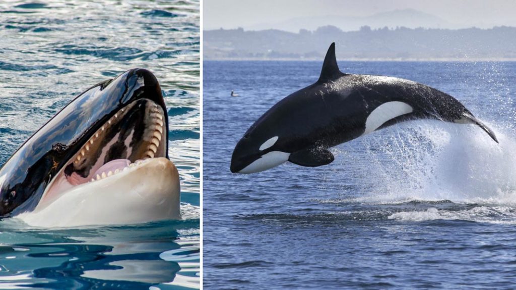 Why do Killer Whales and Humans Go Through Menopause-fascinating theory, learn more at News Without Politics, best unbiased news source, non-political