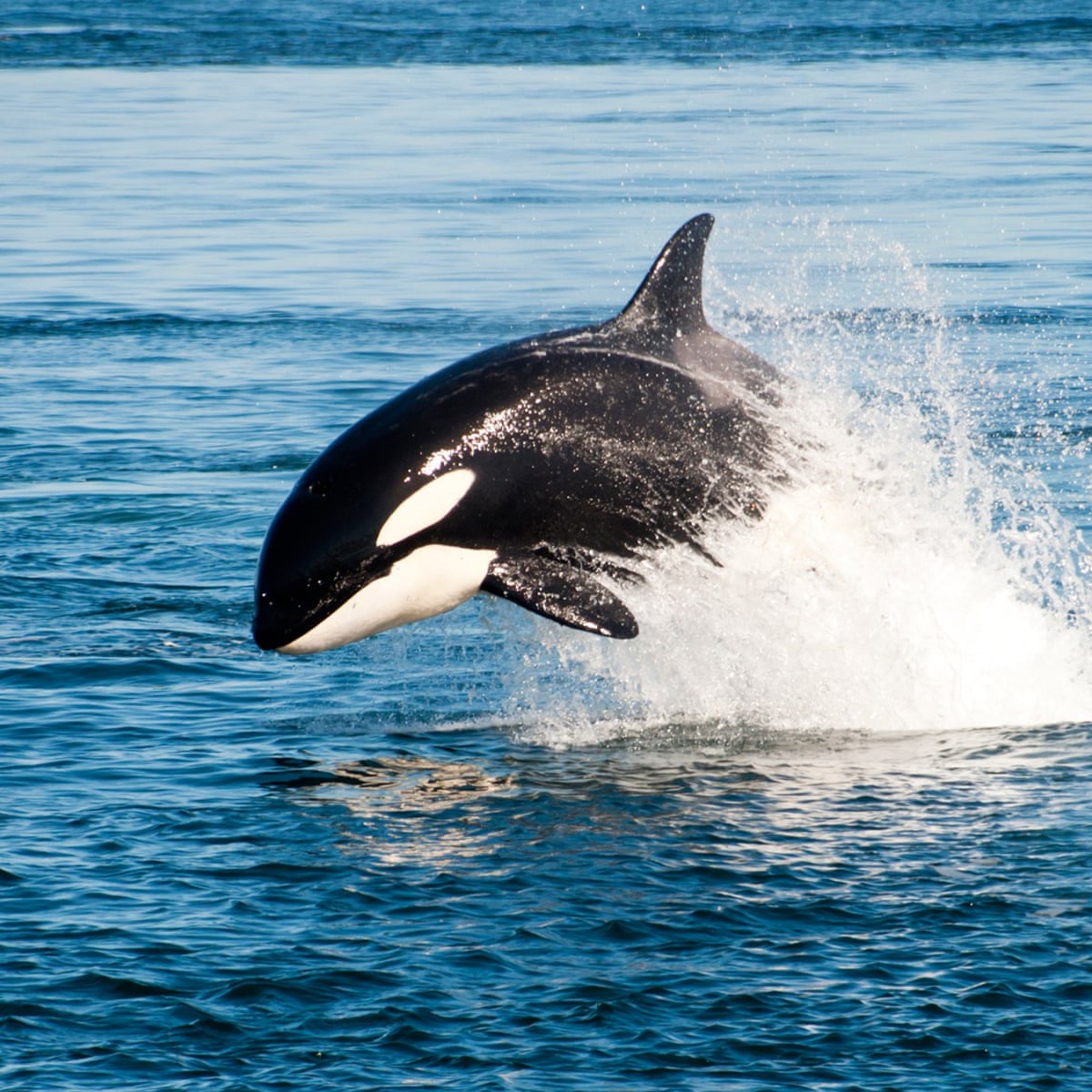 Why do Killer Whales and Humans Go Through Menopause ...