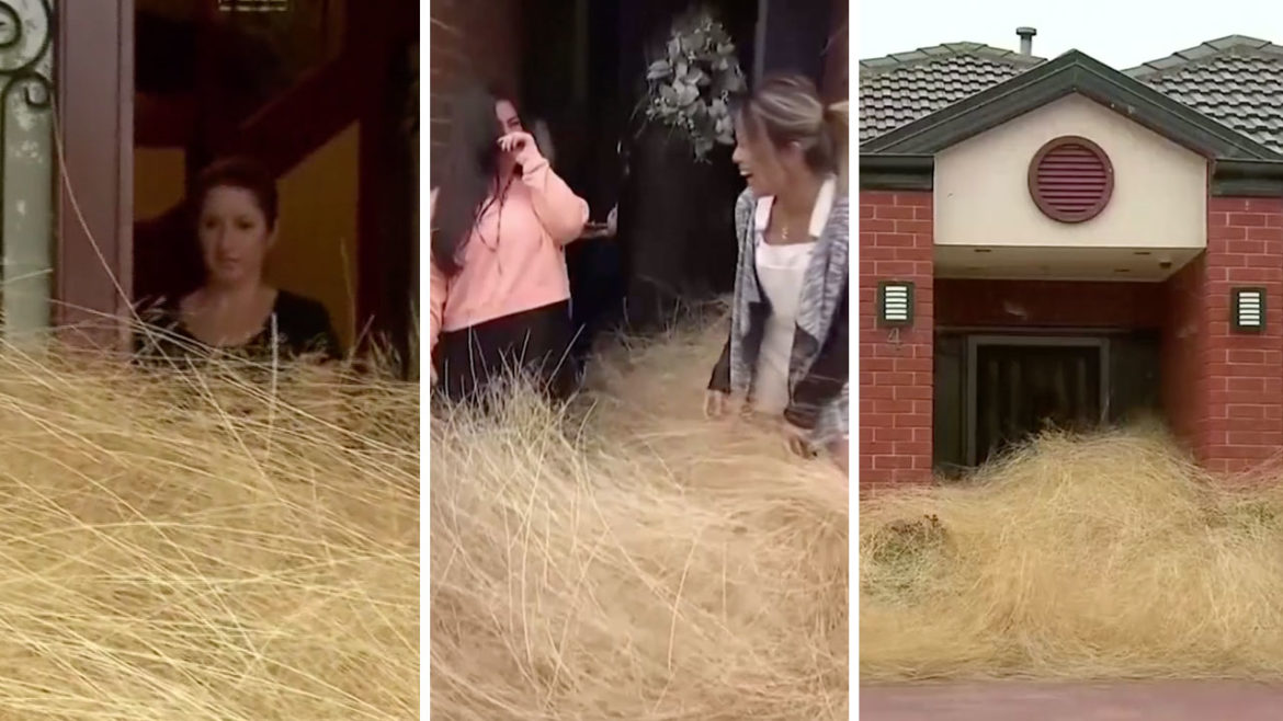 Australian suburb covered in tumbleweed- ‘hairy panic’