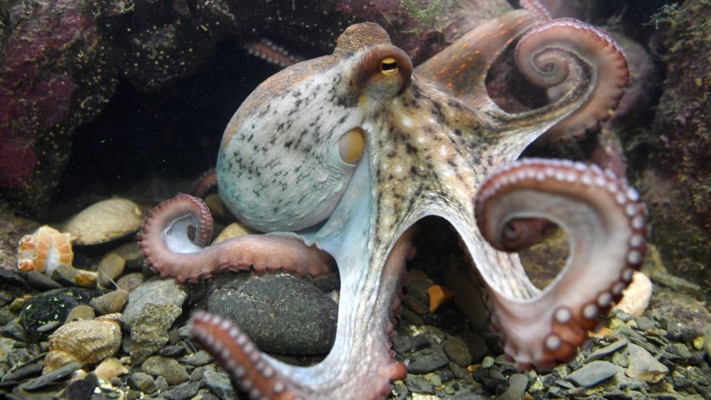 The Octopus surprises us all, learn more from News Without Politics about science, animals, fun facts, unbiased, non political news